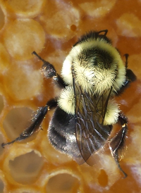 Common Eastern Bumble Bee